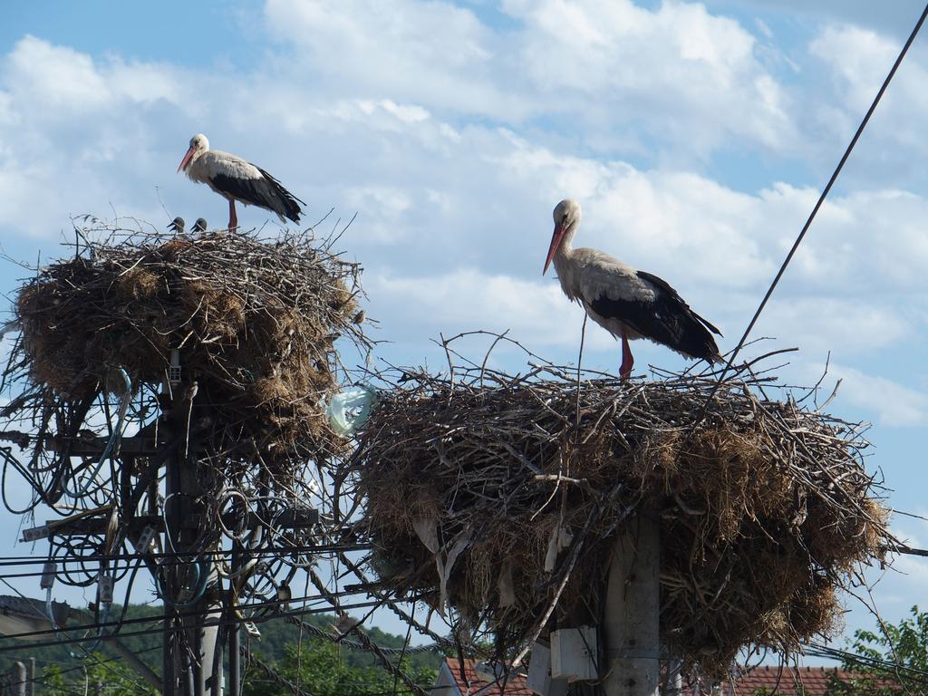 Bed & Breakfast Delikates Stojakovo Bagian luar foto